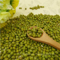 Frijoles verdes de primera calidad de Green Mung Beans para brotación con precio competitivo en oferta